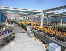 Wanganui Garden Centre Whanganui Yellow Nz